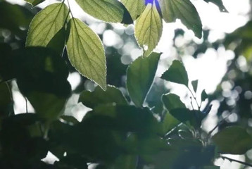 尋找百名困境兒童，聆聽(tīng)童音，護(hù)苗成長(zhǎng)